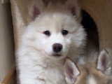 Chiot Pomsky F3 à vendre