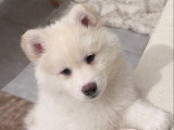 Chiot Pomsky F3 à vendre