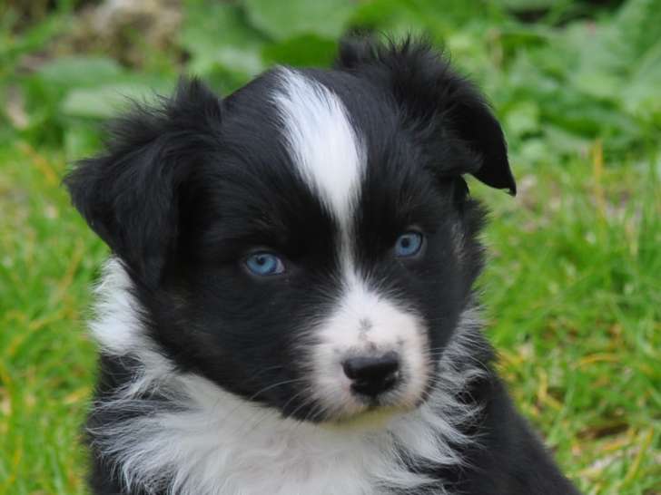 Chiot mâle Berger Américain Miniature tricolore à vendre