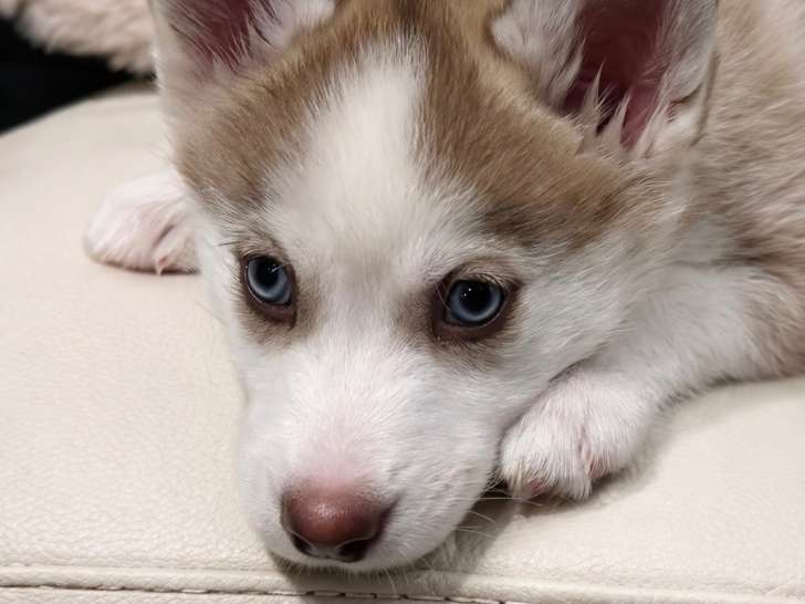 Chiot Pomsky F3 à vendre