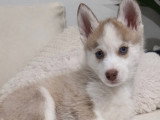Chiot Pomsky F3 à vendre