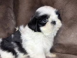 Portée Shih Tzu non LOF 1 mâle noir et blanc 1 femelle fauve à vendre