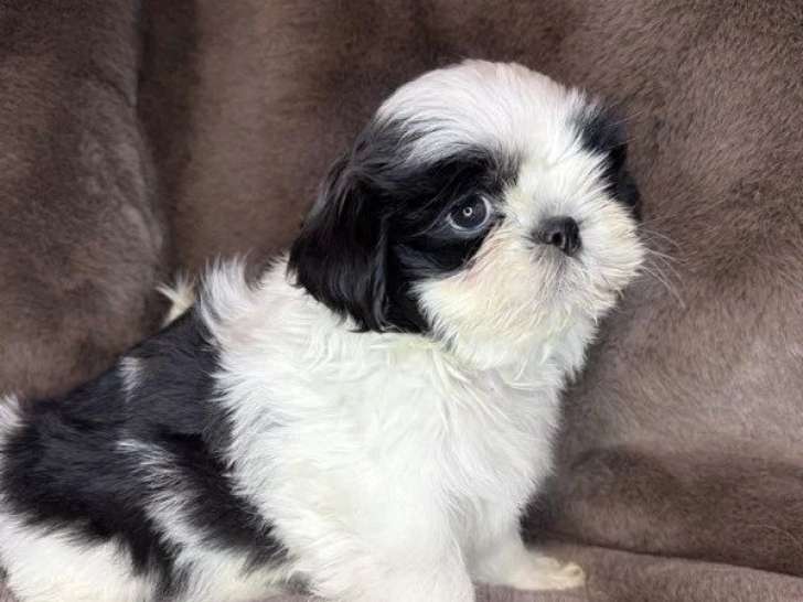 Portée Shih Tzu non LOF 1 mâle noir et blanc 1 femelle fauve à vendre