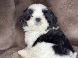 Portée Shih Tzu non LOF 1 mâle noir et blanc 1 femelle fauve à vendre