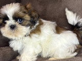 Portée Shih Tzu non LOF 1 mâle noir et blanc 1 femelle fauve à vendre