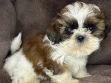 Portée Shih Tzu non LOF 1 mâle noir et blanc 1 femelle fauve à vendre