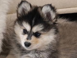Chiot femelle Pomsky F3 à vendre