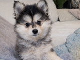 Chiot femelle Pomsky F3 à vendre