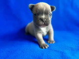 Chiot mâle Bouledogue Français lila blue non LOF né mars 2026 à réserver