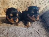 Chiot Yorkshire mâle à réserver non LOF disponible mai 2026 à