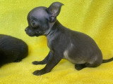 Portée de 5 chiots Chihuahua non LOF nés en janvier 2026 à vendre