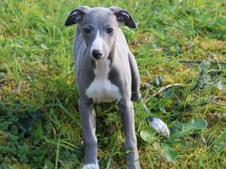 2 chiots Whippet mâles LOF nés en janvier 2026 à vendre