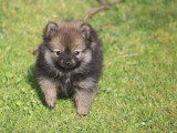 Portée de 4 chiots Spitz nains à vendre non LOF janvier 2026