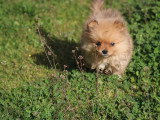 Portée de 4 chiots Spitz nains à vendre non LOF janvier 2026
