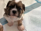 Trois chiots mâles Shih Tzu non LOF à réserver