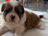 Trois chiots mâles Shih Tzu non LOF à réserver