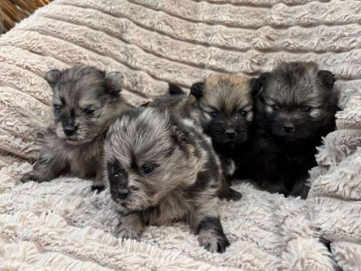 4 chiots Spitz Nain non LOF à réserver