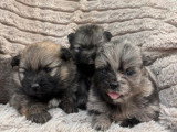 4 chiots Spitz Nain non LOF à réserver