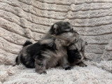 4 chiots Spitz Nain non LOF à réserver