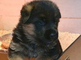 Réservation 5 chiots Berger Allemand LOF