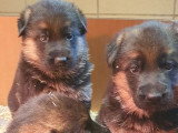 Réservation 5 chiots Berger Allemand LOF