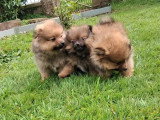 Portée de 3 chiots Spitz non LOF nés en février 2026 à vendre