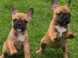 2 chiots Bouledogue Français LOF mâles fauve rouge nés en janvier 2026