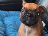 2 chiots Bouledogue Français LOF mâles fauve rouge nés en janvier 2026