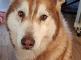 Pixie, chienne Husky adulte à adopter en association