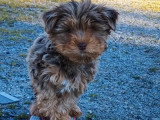 Chiot Yorkshire Terrier mâle non LOF couleur exotique à vendre