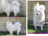 Vente de 5 Spitz Moyens non LOF 2 mâles et 3 femelles