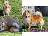 Vente de 5 Spitz Moyens non LOF 2 mâles et 3 femelles