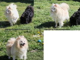 Vente de 5 Spitz Moyens non LOF 2 mâles et 3 femelles