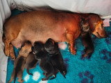 Portée de 5 chiots Teckels nains poils ras LOF nés avril 2026 à réserver