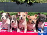 Portée de 11 chiots American Staffordshire Terrier LOF février 2026 à  réserver