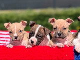 Portée de 11 chiots American Staffordshire Terrier LOF février 2026 à  réserver