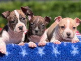 Portée de 11 chiots American Staffordshire Terrier LOF février 2026 à  réserver