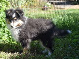 Trois chiots femelles Shetland tricolores LOF à vendre