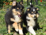 Trois chiots femelles Shetland tricolores LOF à vendre