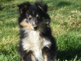 Trois chiots femelles Shetland tricolores LOF à vendre