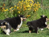 Trois chiots femelles Shetland tricolores LOF à vendre
