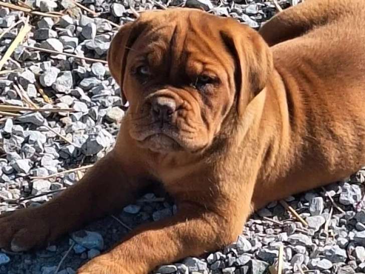Chiot femelle Dogue de Bordeaux LOF rouge foncé à vendre