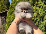 Portée de 4 chiots Spitz Poméranien non LOF nés en janvier 2026