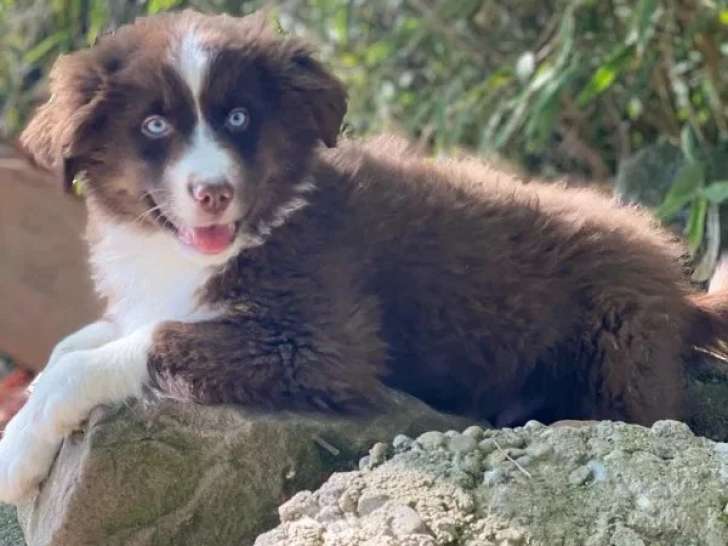 Deux chiots Berger Américain Miniature mâles rouge tricolore LOF à vendre