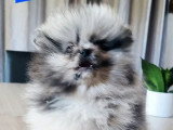 Chiot Spitz Nain Pomeranian mâle silver merle tan à vendre non LOF
