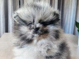 Chiot Spitz Nain Pomeranian mâle silver merle tan à vendre non LOF