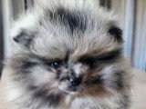 Chiot Spitz Nain Pomeranian mâle silver merle tan à vendre non LOF