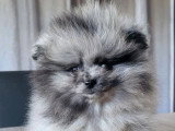 Chiot Spitz Nain Pomeranian mâle silver merle tan à vendre non LOF