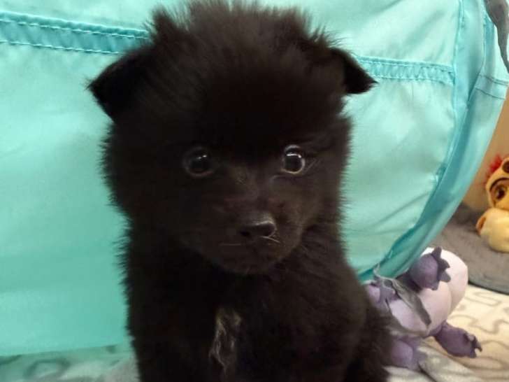 Béluga, chiot mâle de type Pomsky noir à réserver