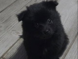 Béluga, chiot mâle de type Pomsky noir à réserver